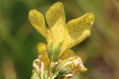 Millepertuis de Richer Hypericum richeri subsp. richeri Vill., 1779