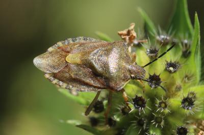  Carpocoris melanocerus (Mulsant & Rey, 1852)