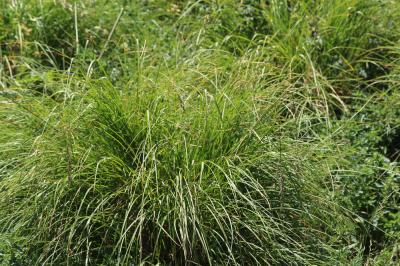 Laîche paniculée Carex paniculata L., 1755