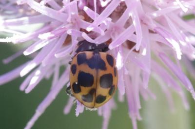  Ceratomegilla notata (Laicharting, 1781)