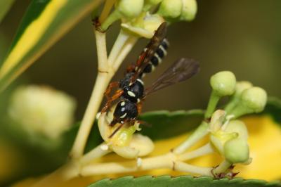  Cerceris interrupta (Panzer, 1799)