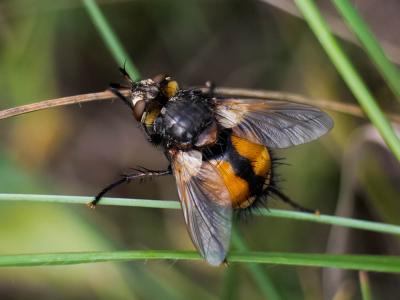  Tachina magnicornis (Zetterstedt, 1844)