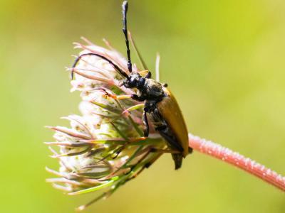 Lepture rouge Stictoleptura rubra (Linnaeus, 1758)