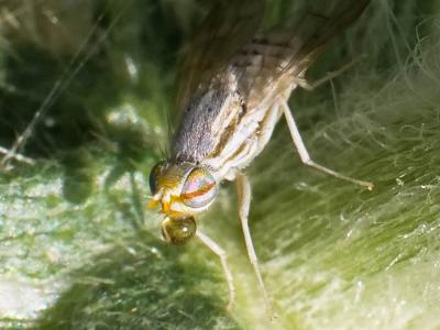  Terellia longicauda (Meigen, 1838)