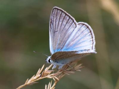 Sablé de la Luzerne (Le), Argus bleu clair (L') Polyommatus dolus (Hübner, 1823)