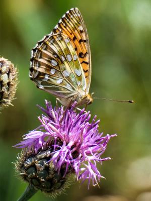 Grand Nacré (Le), Aglaé (L'), Moyen-Nacré (Le) Speyeria aglaja (Linnaeus, 1758)