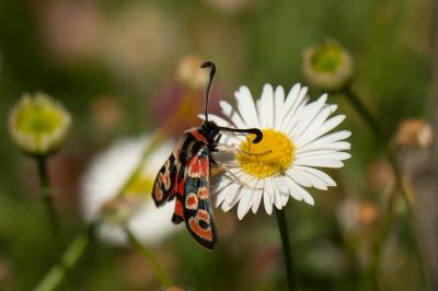 Zygène de la Petite coronille (La) Zygaena fausta (Linnaeus, 1767)