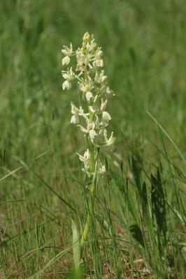 Orchis de Provence Orchis provincialis Balb. ex DC., 1806