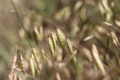 Brome raboteux Bromus squarrosus L., 1753