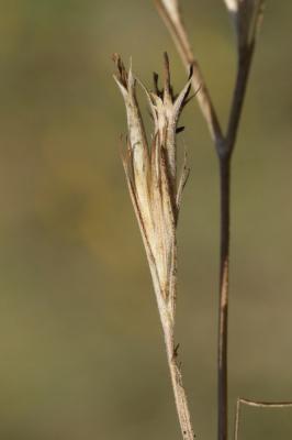 Oeillet velu, Armoirie, Oeillet à bouquet Dianthus armeria L., 1753