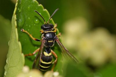  Gorytes quinquefasciatus (Panzer, 1798)