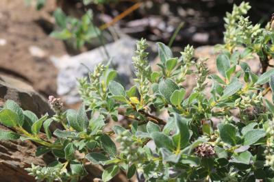 Saule des Pyrénées Salix pyrenaica Gouan, 1773