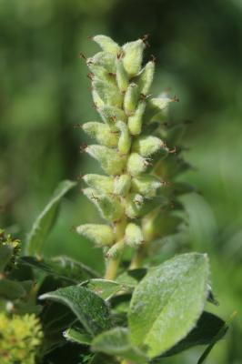 Saule des Pyrénées Salix pyrenaica Gouan, 1773