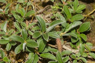 Saule des Pyrénées Salix pyrenaica Gouan, 1773