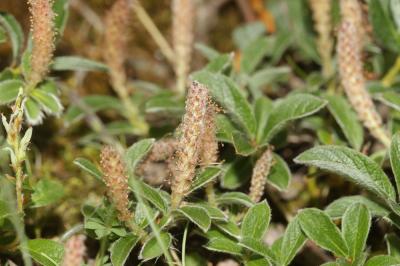 Saule des Pyrénées Salix pyrenaica Gouan, 1773