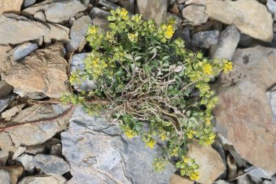 Alysson des montagnes, Alyssum des collines, Alyss Alyssum montanum L., 1753