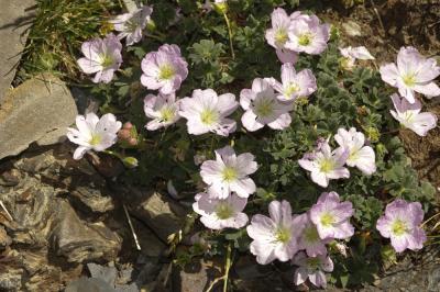 Géranium à feuilles cendrées, Géranium cendré Geranium cinereum Cav., 1787