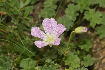 Géranium à feuilles cendrées, Géranium cendré Geranium cinereum Cav., 1787