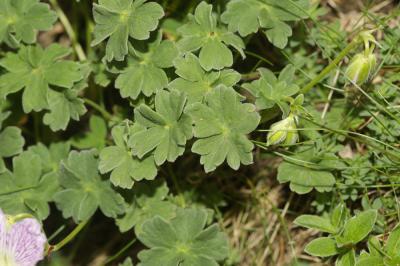 Géranium à feuilles cendrées, Géranium cendré Geranium cinereum Cav., 1787