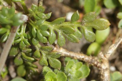 Hutchinsie Hornungia alpina (L.) O.Appel, 1997