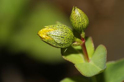 Millepertuis de Burser Hypericum richeri subsp. burseri (DC.) Nyman, 1878