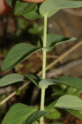 Millepertuis de Burser Hypericum richeri subsp. burseri (DC.) Nyman, 1878