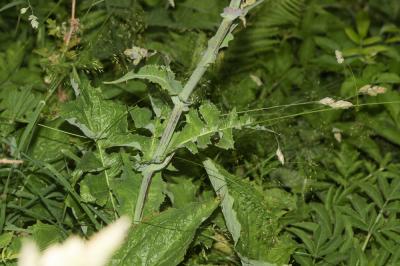 Laiteron de plumier Lactuca plumieri (L.) Gren. & Godr., 1850