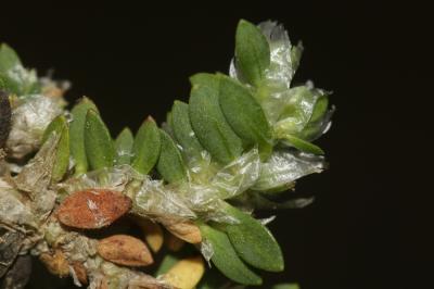 Paronyque à feuilles de Renouée Paronychia polygonifolia (Vill.) DC., 1805