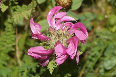 Pédiculaire à bec en épi Pedicularis rostratospicata Crantz, 1769