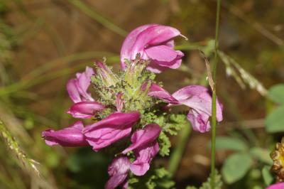 Pédiculaire à bec en épi Pedicularis rostratospicata Crantz, 1769