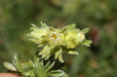 Potentille des neiges Potentilla nivalis Lapeyr., 1782