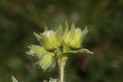 Potentille des neiges Potentilla nivalis Lapeyr., 1782