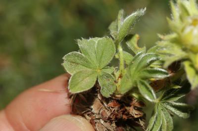 Potentille des neiges Potentilla nivalis Lapeyr., 1782