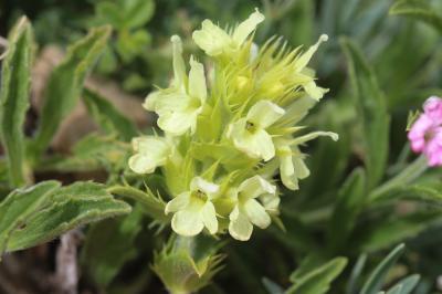 Crapaudine des Pyrénées Sideritis hyssopifolia subsp. eynensis (Sennen) Malag., 1968