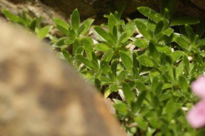 Silène à tiges longues Silene acaulis subsp. longiscapa Vierh., 1901