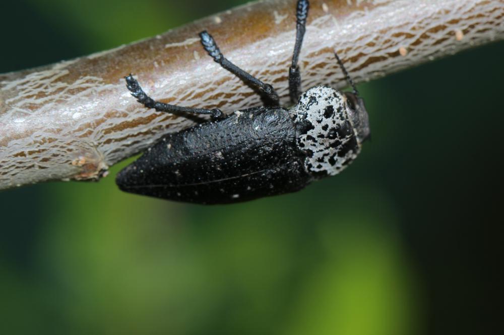 Capnode du Pêcher Capnodis tenebrionis (Linnaeus, 1760)