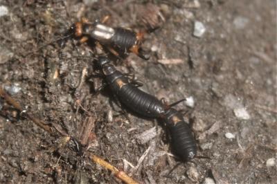  Anechura bipunctata (Fabricius, 1781)