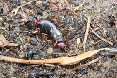  Anechura bipunctata (Fabricius, 1781)