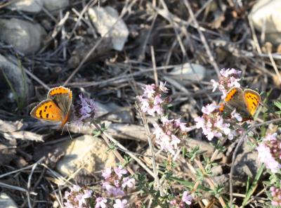 Cuivré commun (Le), Argus bronzé (L'), Bronzé (Le) Lycaena phlaeas (Linnaeus, 1760)