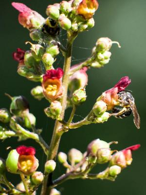 Scrofulaire aquatique, Scrofulaire de Balbis Scrophularia auriculata L., 1753