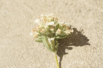 Germandrée des dunes Teucrium dunense Sennen, 1925