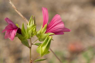 Malope trifide Malope trifida Cav., 1786