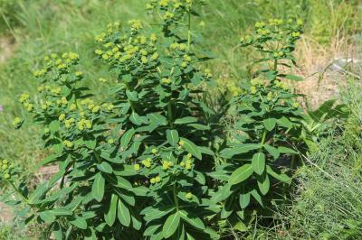 Euphorbe d'Irlande Euphorbia hyberna L., 1753