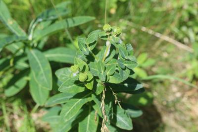 Euphorbe d'Irlande Euphorbia hyberna L., 1753