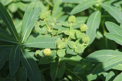 Euphorbe d'Irlande Euphorbia hyberna L., 1753