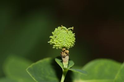 Euphorbe d'Irlande Euphorbia hyberna L., 1753