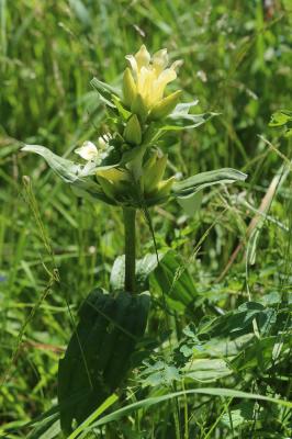 Gentiane de Burser Gentiana burseri subsp. burseri Lapeyr., 1813