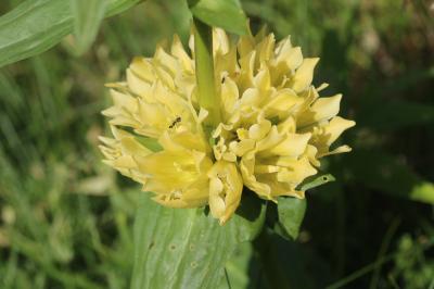 Gentiane de Burser Gentiana burseri subsp. burseri Lapeyr., 1813