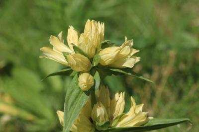 Gentiane de Burser Gentiana burseri subsp. burseri Lapeyr., 1813