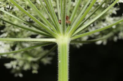 Berce de Pollini Heracleum pyrenaicum Lam., 1785